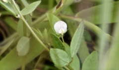 Acmispon americanus americanus