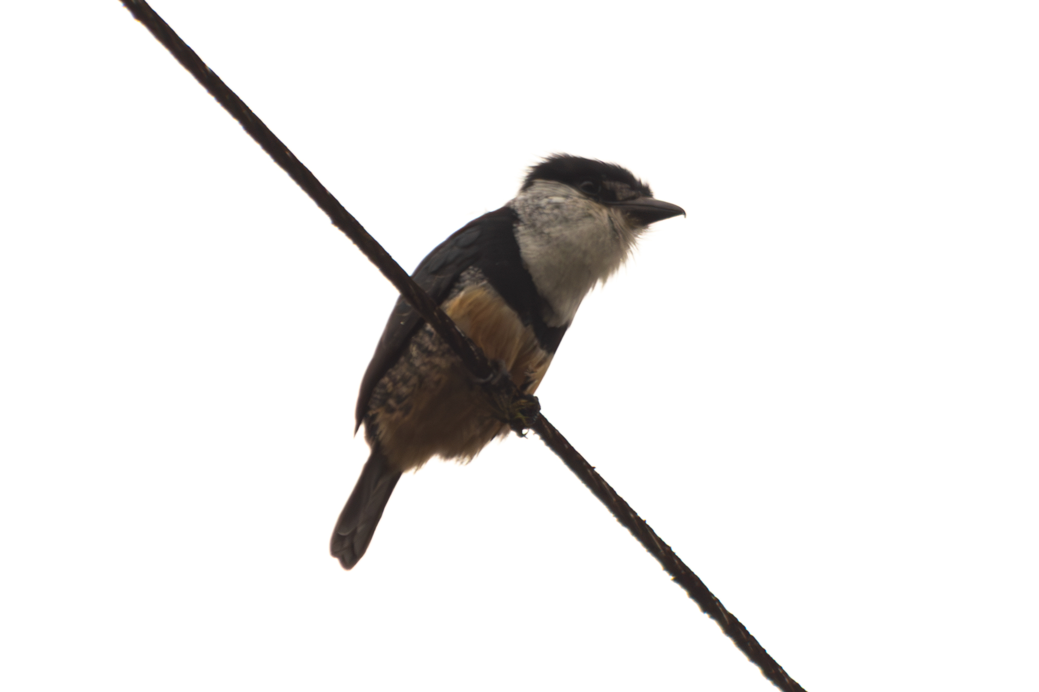 Buff-bellied Puffbird (Notharchus swainsoni)
