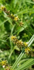 Carex echinata