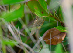 Neonympha areolatus