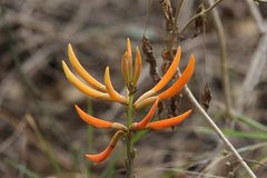Erythrina leptorhiza