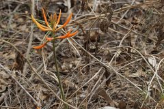 Erythrina leptorhiza