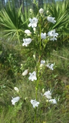 Penstemon multiflorus