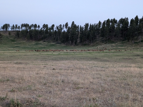 American Elk photographed in South Dakota