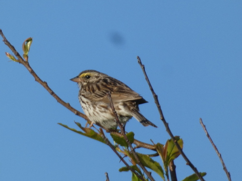 Eastern Savannah Sparrow