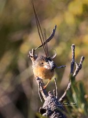 Stipiturus malachurus