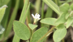 Acmispon americanus americanus