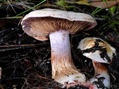 Cortinarius coelopus