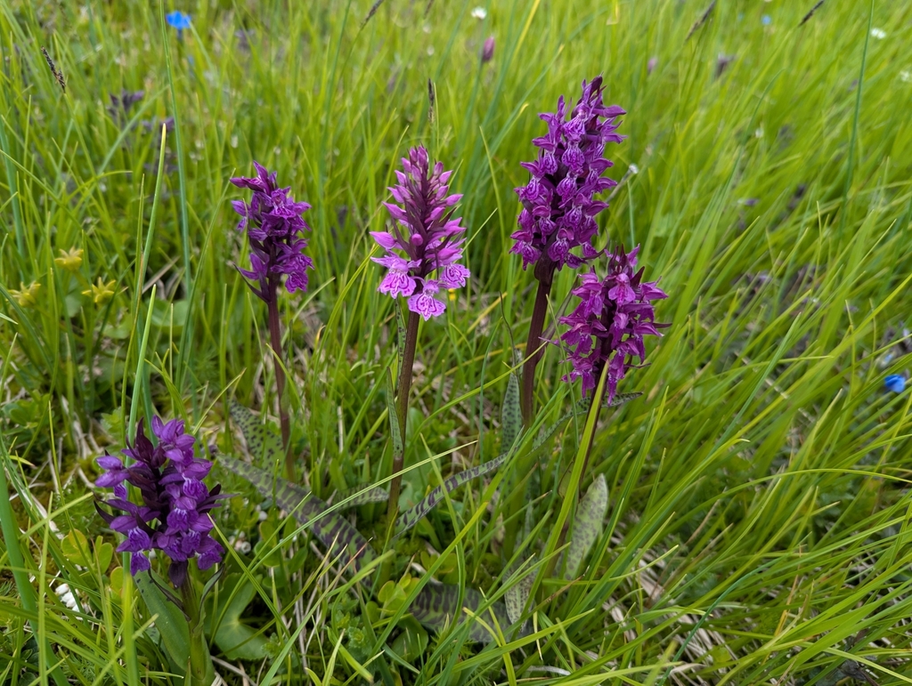 Dactylorhiza × braunii