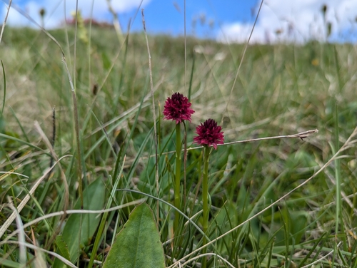 Image of Gymnadenia miniata by (c) Elias, some rights reserved (CC BY)