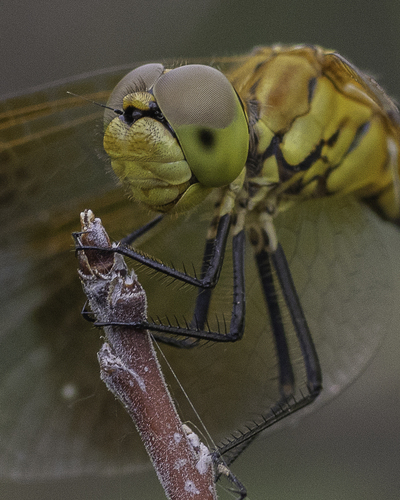 Band-winged Meadowhawk photo 5