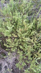 Hypericum microsepalum