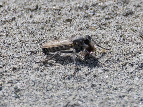Lasiopogon primus
