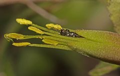 Hylaeus littleri
