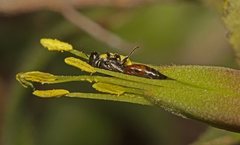 Hylaeus littleri