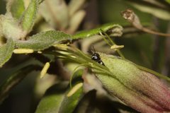 Hylaeus littleri