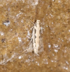 Ornativalva erubescens