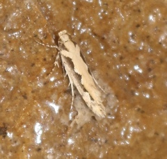 Ornativalva erubescens