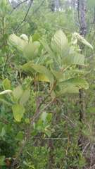 Image of Clethra tomentosa
