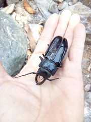 Mallodon chevrolatii