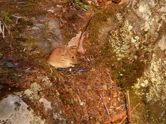 Clethrionomys gapperi