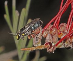 Hylaeus alcyoneus