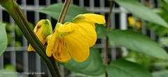 Senna occidentalis