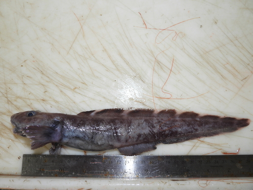 Doubleline eelpout (Lycodes eudipleurostictus) — Zoarcidae — 3