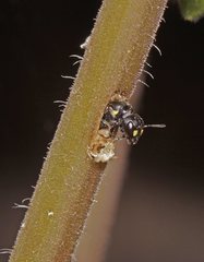 Hylaeus quadriceps