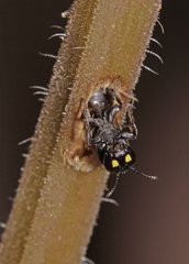 Hylaeus quadriceps