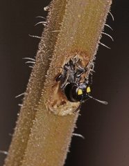Hylaeus quadriceps