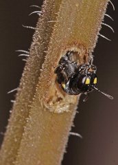 Hylaeus quadriceps