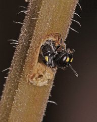 Hylaeus quadriceps