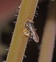 Hylaeus quadriceps