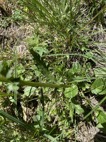 Image of Packera pauciflora by (c) Rob.id, some rights reserved (CC BY)