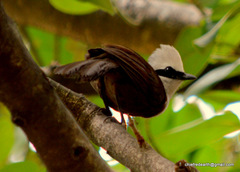 Garrulax leucolophus