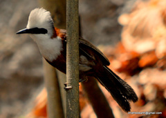 Garrulax leucolophus