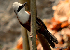 Garrulax leucolophus