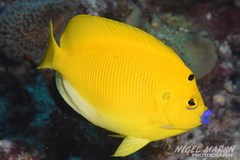 Apolemichthys trimaculatus