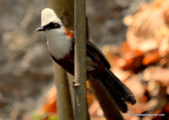 Garrulax leucolophus