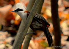 Garrulax leucolophus