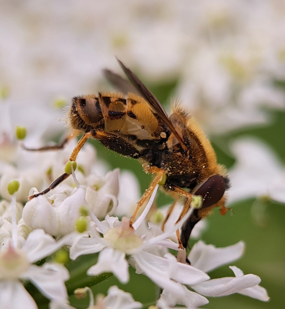Parhelophilus versicolor