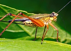Nisitrus