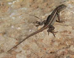 Sceloporus variabilis marmoratus