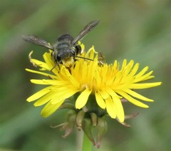 Megachile amparo