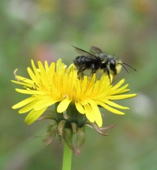 Megachile amparo