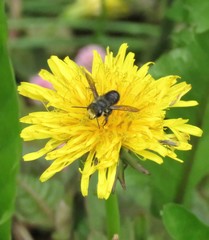 Megachile amparo