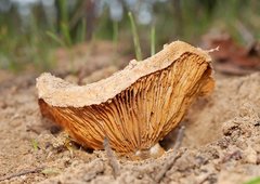Cortinarius sublargus