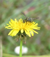 Megachile amparo