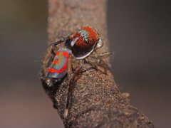 Maratus splendens